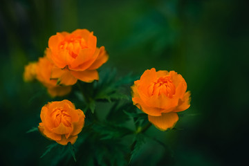 Three Trollius Asiaticus with copy space on greenery. Beautiful orange flowers of globeflower close up.