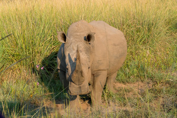 Nashorn, Südafrika, Afrika