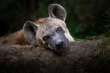 Hyenas is relaxing.