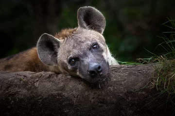 Abwaschbare Fototapete Hyäne Hyänen ist entspannend.