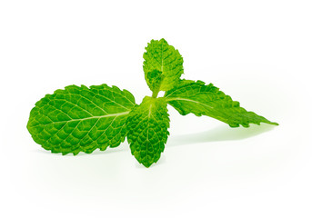 Fresh raw mint leaves isolated on white background with clipping path © CHALERMCHAI
