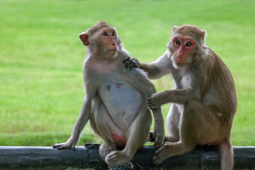Two cute monkey family.