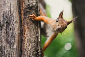 Tuinposter eekhoorn © Мария Порошина