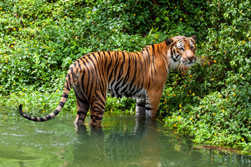Tiger standing the water nature wild background.