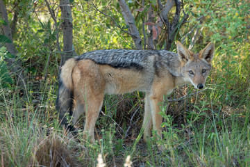 Schabrackenschakal, Südafrika, Afrika