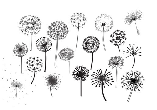 Dandelion Fluffy Seeds Flowers .  Decorative Elements for design, dandelions flowers blooming. Hand Drawn Doodle Style Black And White Drawing Vector Icons Set