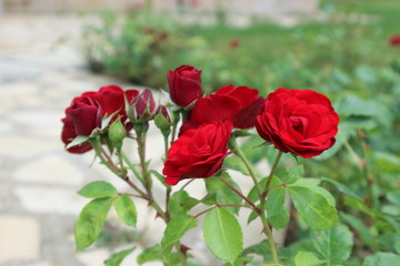 Little red rose flower on the sun closeup 
