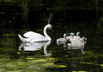 Swan family in a pond at Drottningholm, Stockholm