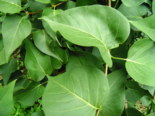 Green leaf background. Nature texture. Trees backgrounds