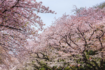 Naklejka premium Beautiful sakura cherry blossom in Ueno park, spring season at Tokyo, Japan