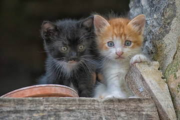 Dos gatitos recien nacidos posando de forma curiosa ante mi camara