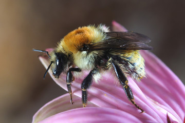 Bumblebee,  Bombus pascuorum pollinate flower