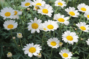 Fototapeta premium small marguerites in the garden