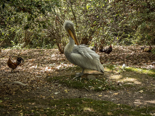 A large pelican cleans feathers in the park of the arboretum in Sochi