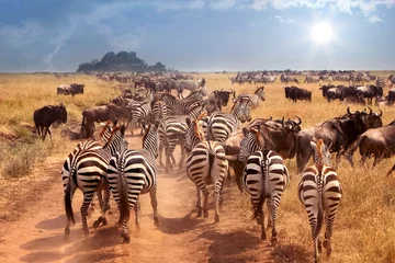 Poster Afrikaanse wilde zebra& 39 s en gnoes in de Afrikaanse savanne. Wilde natuur van Tanzania. Intens warmte. © delbars