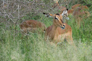 Naklejka na ściany i meble Impala, Südafrika, Afrika