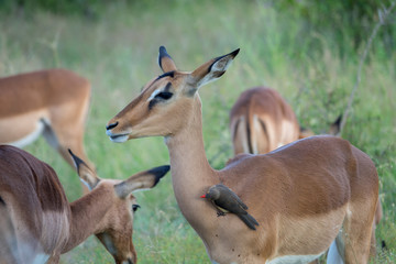 Impala, Südafrika, Afrika