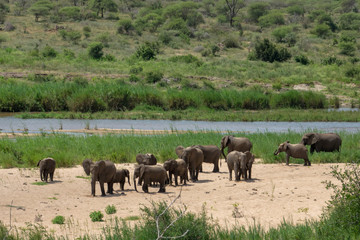 Naklejka na ściany i meble Elefant, Südafrika, Afrika