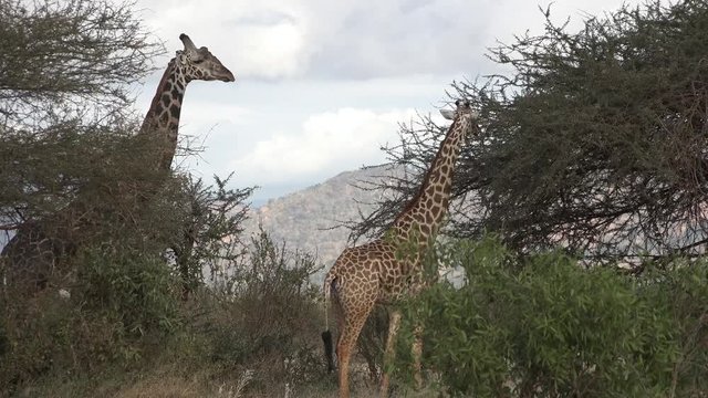 Giraffes are walking in the savannah of the Kenyan National Park Tsavo