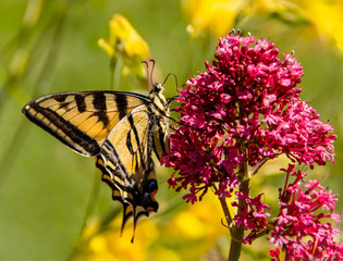 Fototapeta na wymiar Swallowtail Butterfly on Flower.