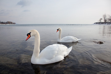 Fototapeta na wymiar Swans in the winter on Lake Ontario, Canada