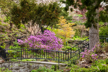 Beautiful scene in High Park, Toronto with flowering shrubs.