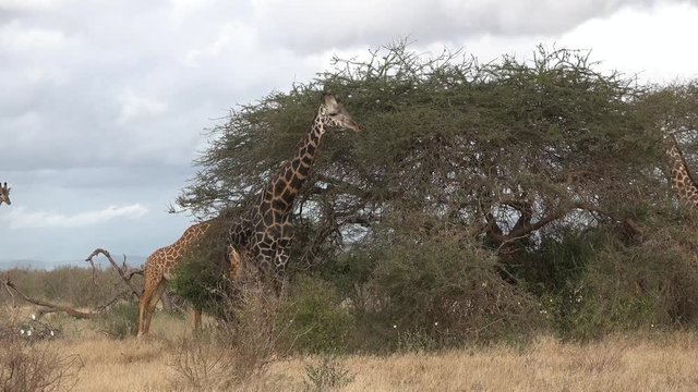 Giraffes are walking in the savannah of the Kenyan National Park Tsavo
