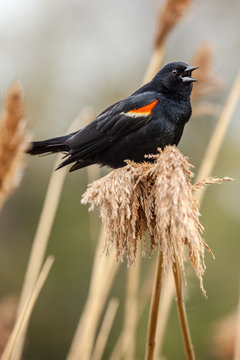 A singing Red Winged Black Bird on a tuft of swamp grass.
