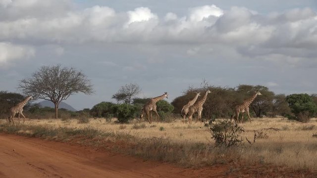 Giraffes are walking in the savannah of the Kenyan National Park Tsavo