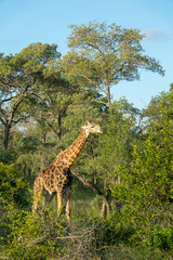 Giraffe, Südafrika, Afrika