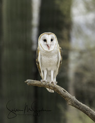 Barn Owl