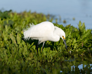 Snowy Egret