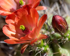 Orange Cactus Flower