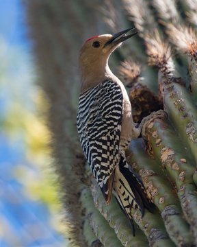 Gila Woodpecker (male)