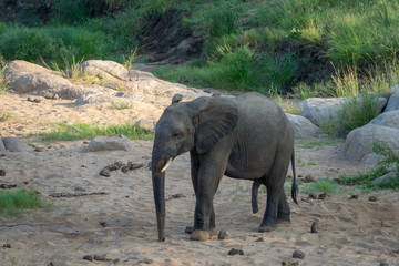 Fototapeta premium Elefant, Südafrika, Afrika