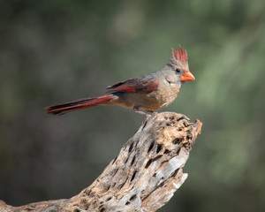 Northern Cardinal (female)