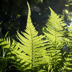 the Fern leaf in the backlight in the botanical garden of Warsaw