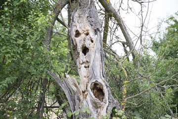 a tree on the meadow
