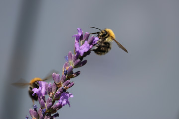 Bee at flower