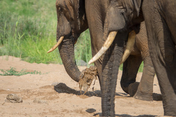 Elefant, Südafrika, Afrika