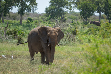 Obraz premium Elefant, Südafrika, Afrika