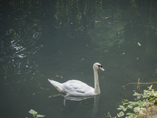 Two swans on the lake in the park of the arboretum in Sochi