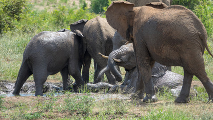 Elefant, S&uuml;dafrika, Afrika