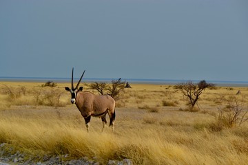 Oryx dans la savane africaine