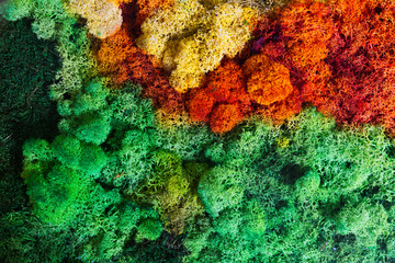 Obraz premium Nature background