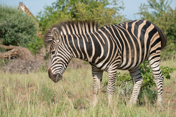 Steppenzebra (Equus quagga), Südafrika, Afrika © Michael