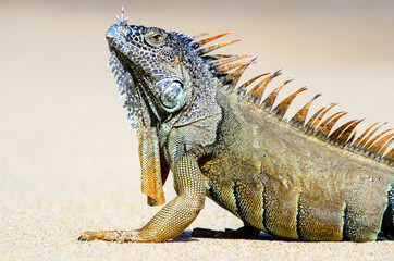 Iguana on a beach