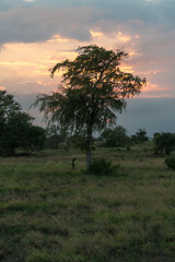 Obraz premium Landschaft, Limpopo, Südafrika, Afrika