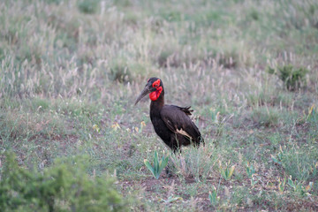 Südliche Hornrabe (Bucorvus leadbeateri, Bucorvus cafer), Südafrika, Afrika