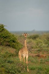 Giraffe, Südafrika, Afrika © Michael